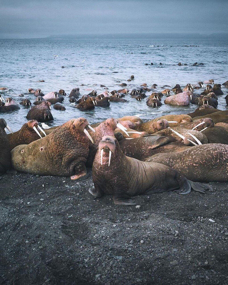 Fauna of Chukotka. Images | telegram | Путешествия Колумба