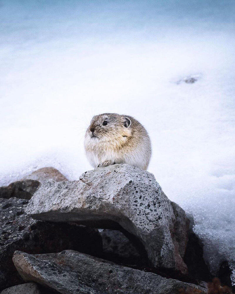Fauna of Chukotka. Images | telegram | Путешествия Колумба