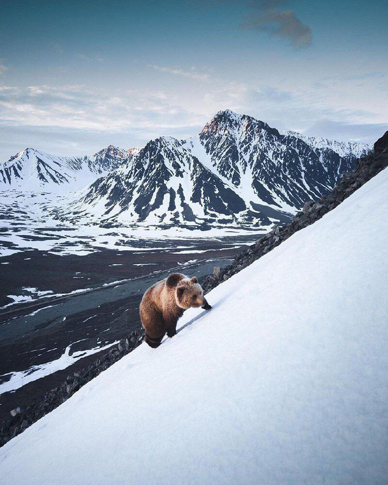 Fauna of Chukotka. Images | telegram | Путешествия Колумба