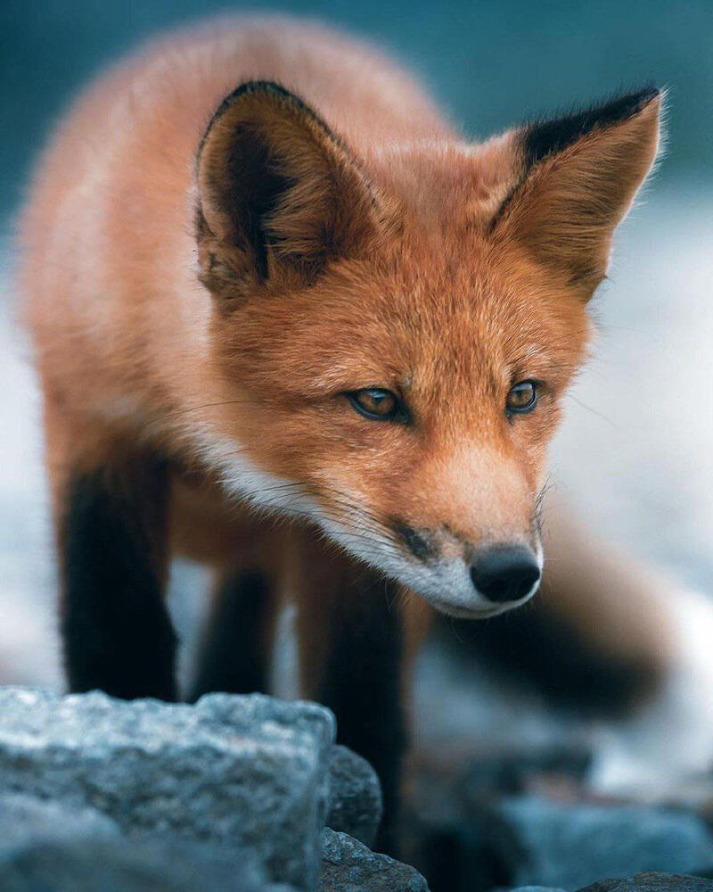 Fauna of Chukotka. Images | telegram | Путешествия Колумба
