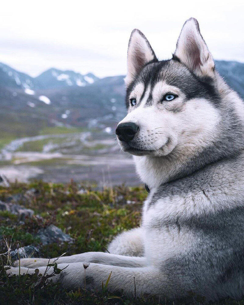 Fauna of Chukotka. Images | telegram | Путешествия Колумба