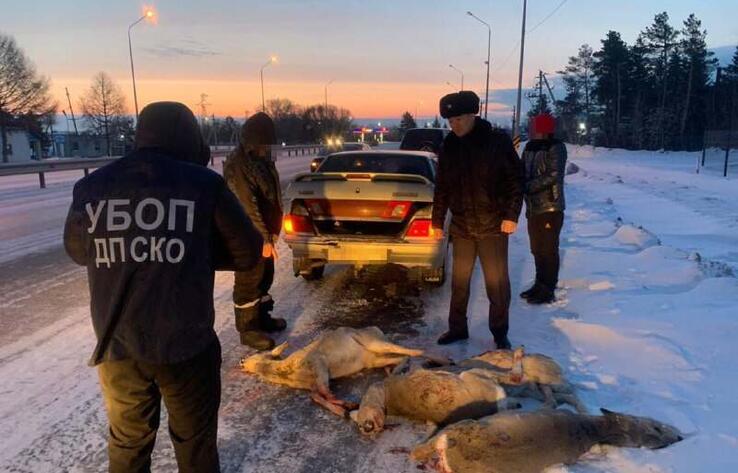Подозреваемых в истреблении почти 50 косуль браконьеров задержали в СКО