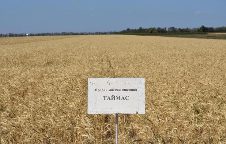 Қазақстанда ғалымдар астықтың жаңа сұрыпын шығарды