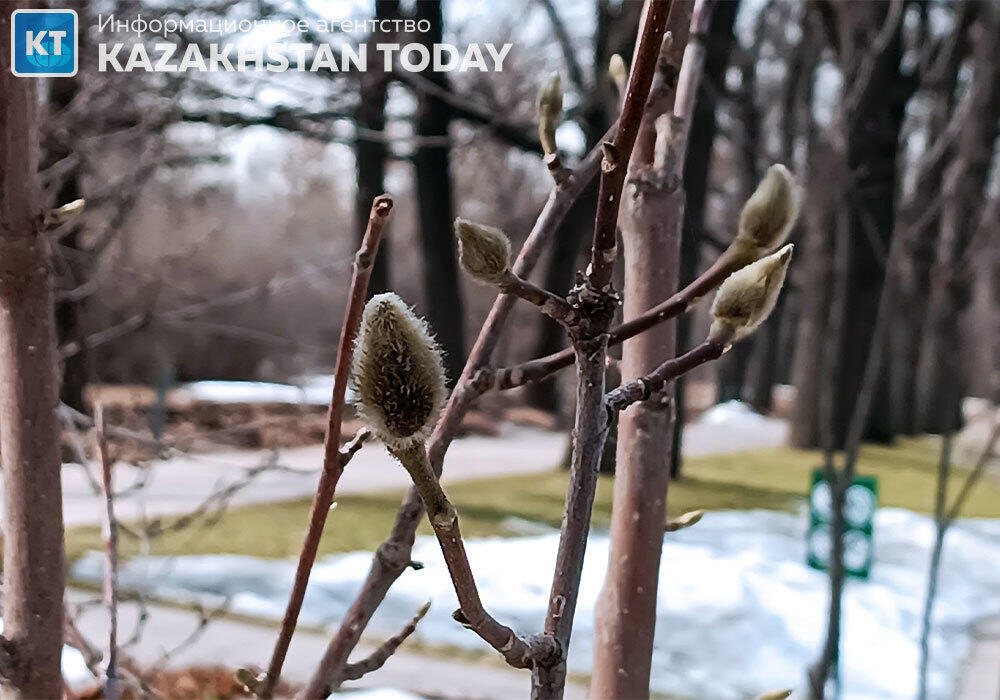 First snowdrops bloomed in Almaty