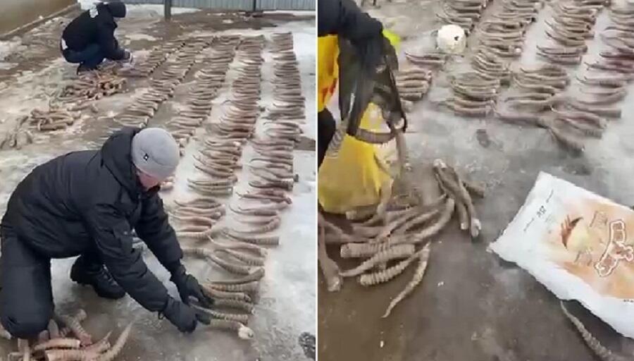Более 460 рогов сайги изъяли у жителя ЗКО 