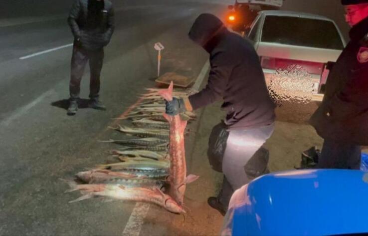 В Мангистауской области полицейские изъяли более 120 килограммов осетра 