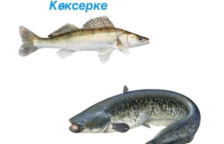 Запрет на вывоз сома и судака введен в Казахстане

