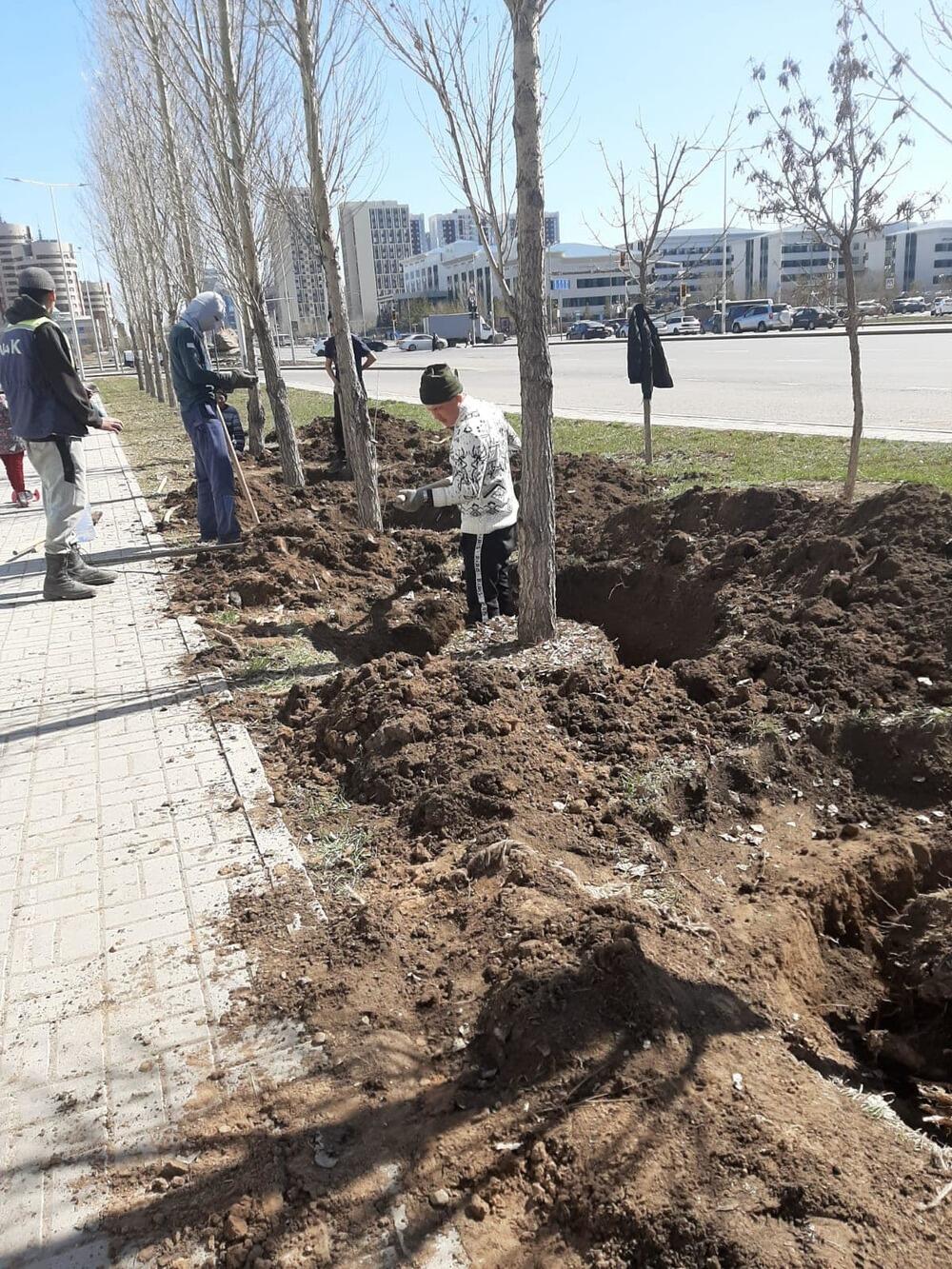 На левобережье Астаны строительная компания выкопала 95 деревьев. Фото: сообщество Астана – Что? Где? Когда?