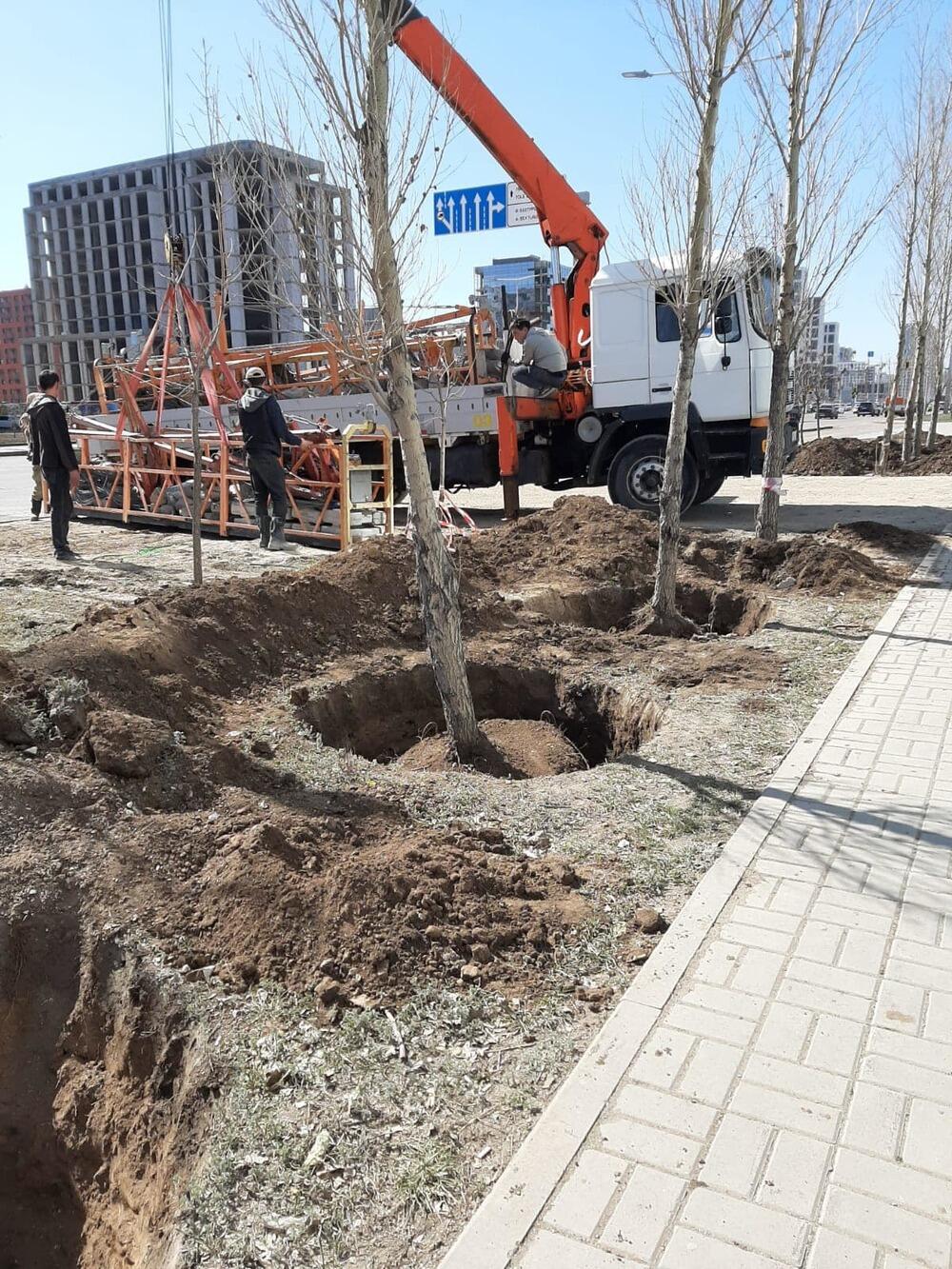 На левобережье Астаны строительная компания выкопала 95 деревьев. Фото: сообщество Астана – Что? Где? Когда?