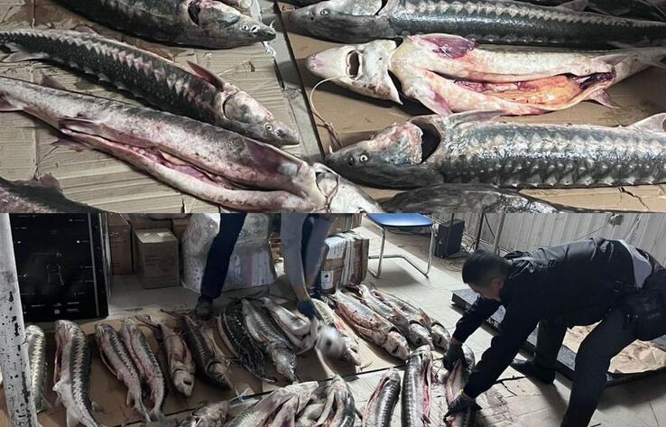 В Мангистауской области полицейские изъяли около 200 кг осетра 