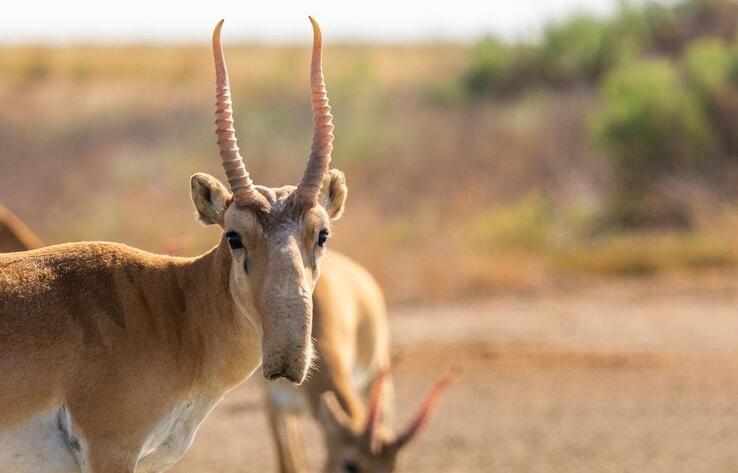 Kazakhstan saved its Saiga antelope from near extinction