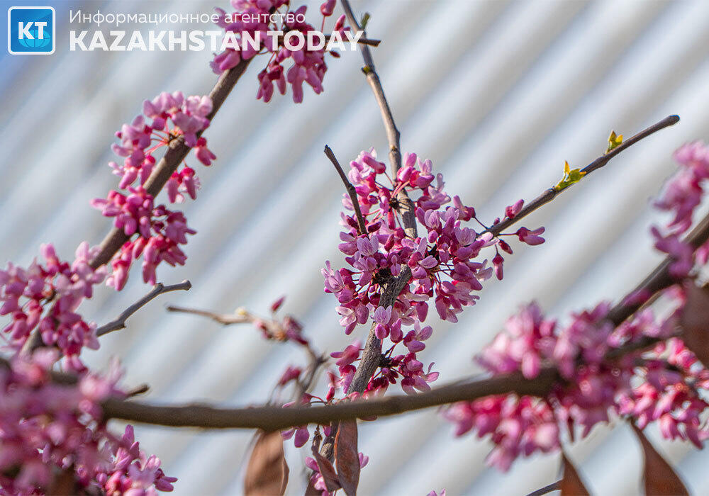 Spring Almaty