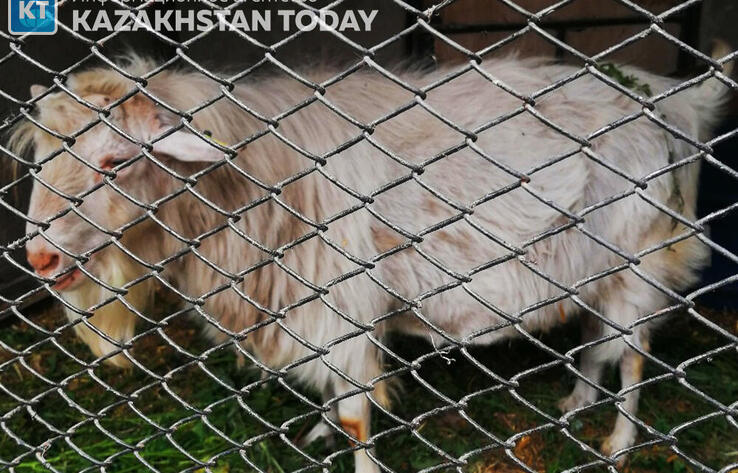 В селе Акмолинской области ввели карантин из-за бруцеллеза