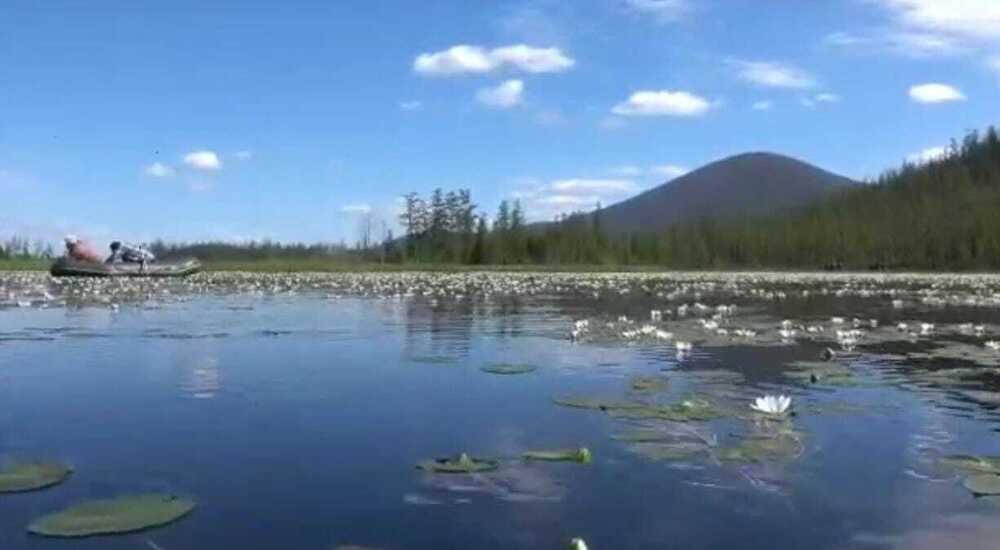 В Якутии расцвели краснокнижные кувшинки