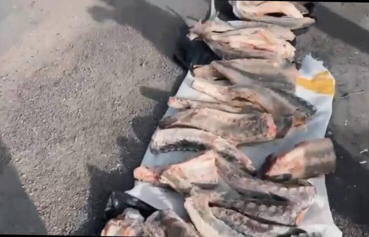 У жителя Атырауской области изъяли черную икру и 90 кг осетра