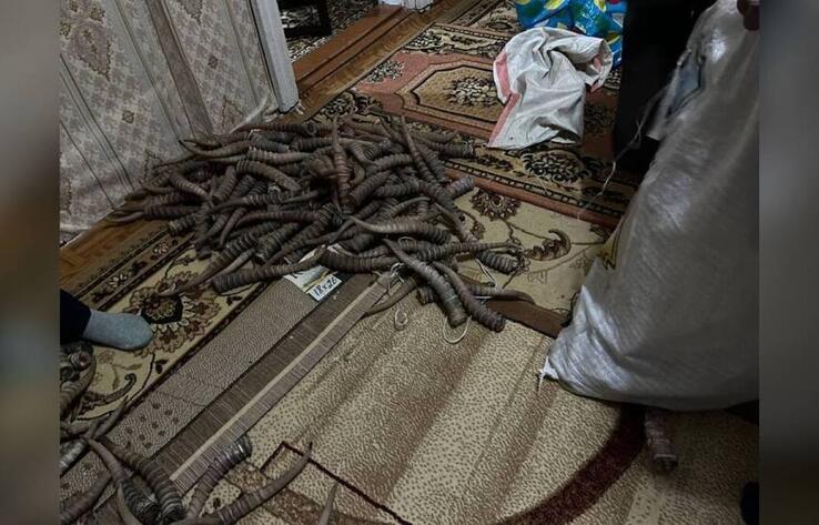 217 рогов сайги изъяли полицейские у жителей ЗКО