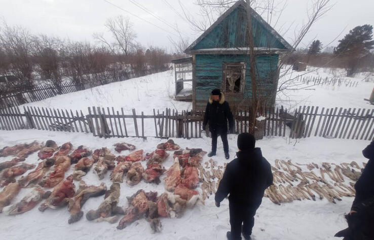 Уничтожавшим в промышленных масштабах косуль браконьерам вынесен приговор в СКО