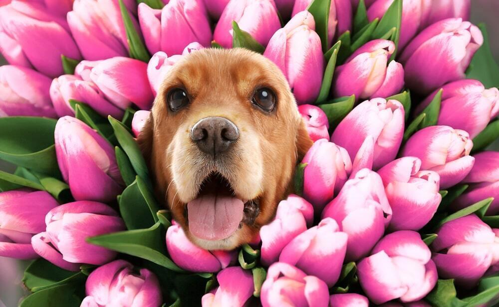 March 8th Celebration With Animals. Images | Depositphotos