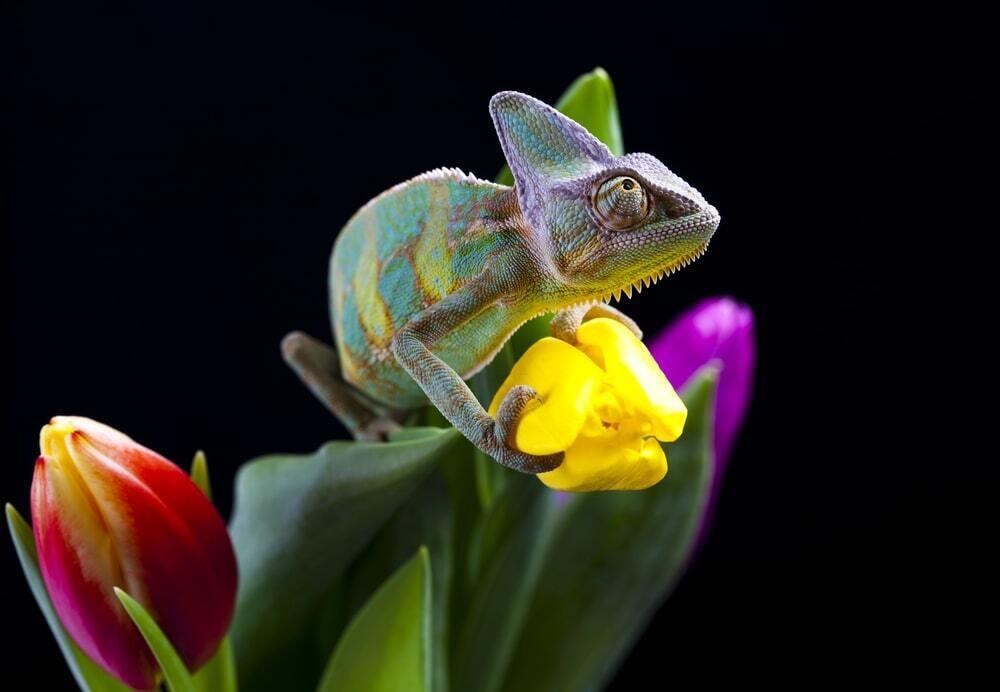 March 8th Celebration With Animals. Images | Depositphotos