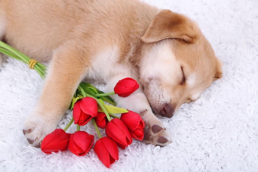 March 8th Celebration With Animals. Images | Depositphotos