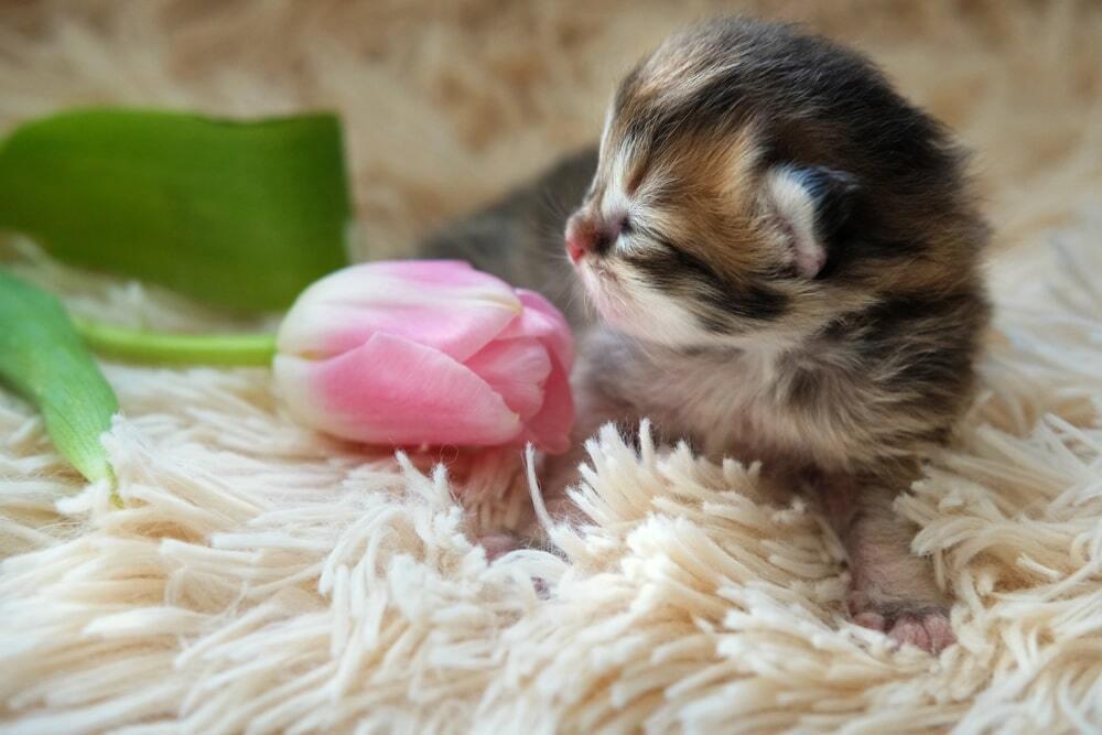 March 8th Celebration With Animals. Images | Depositphotos
