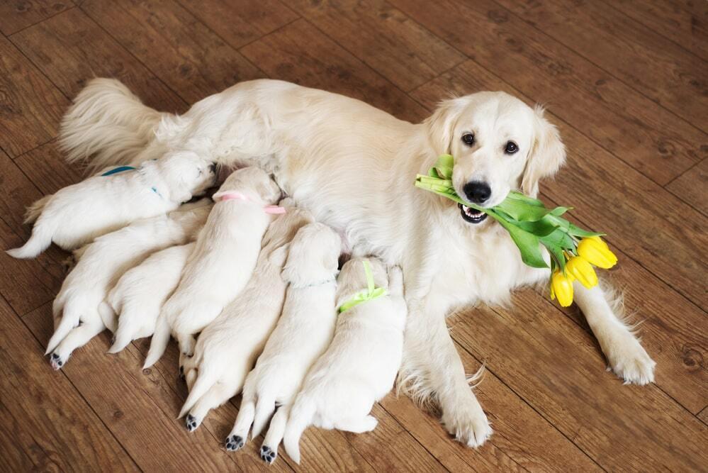 March 8th Celebration With Animals. Images | Depositphotos