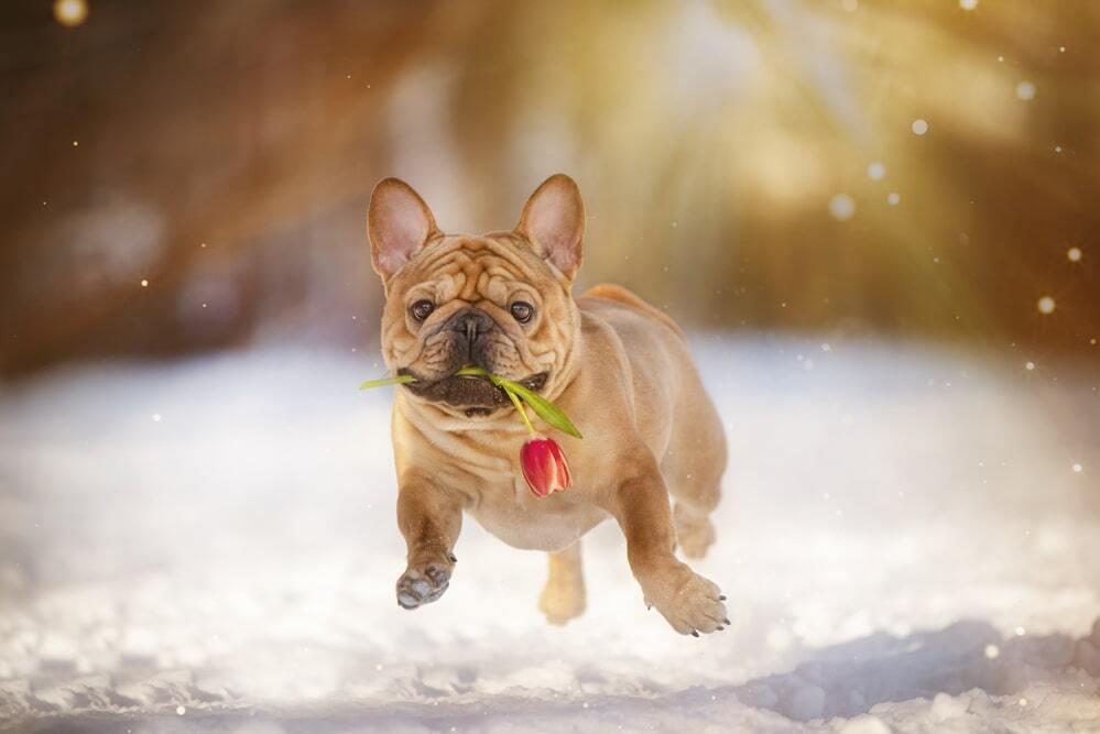March 8th Celebration With Animals. Images | Depositphotos