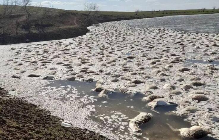 Массовая гибель сайгаков произошла в водоеме в Уральске