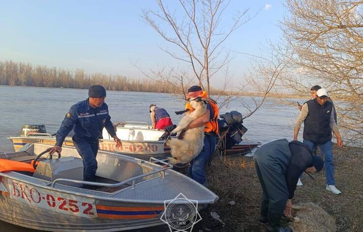 Количество эвакуированных из-за паводков превысило 118 тысяч человек