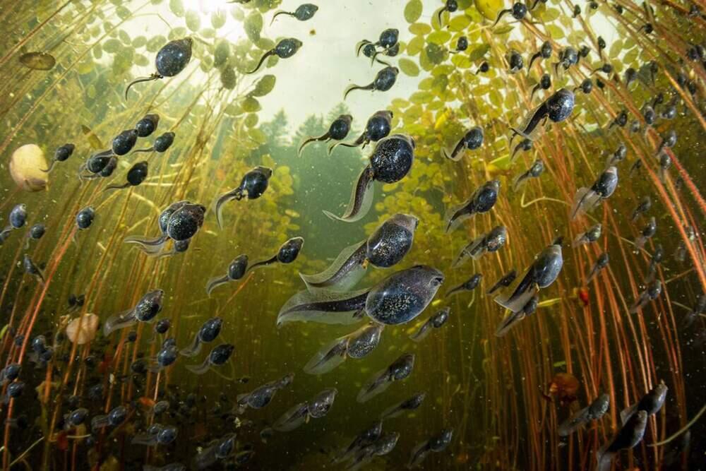 Live Frame: Nature's Best Photography. Images | BigPicture Photography: Natural World Photography/Shane Gross