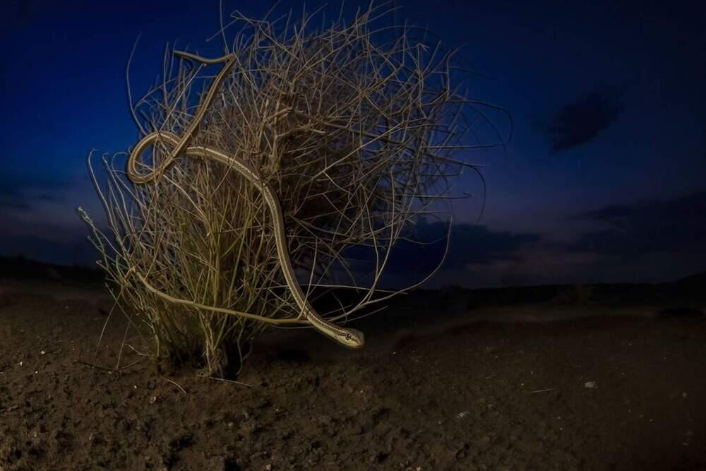 Live Frame: Nature's Best Photography. Images | BigPicture Photography: Natural World Photography/Hema Palan