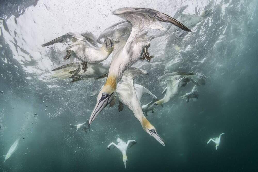Live Frame: Nature's Best Photography. Images | BigPicture Photography: Natural World Photography/Franco Banfi
