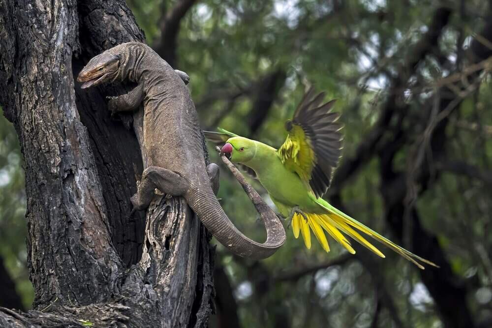 Live Frame: Nature's Best Photography. Images | BigPicture Photography: Natural World Photography/Hira Punjabi