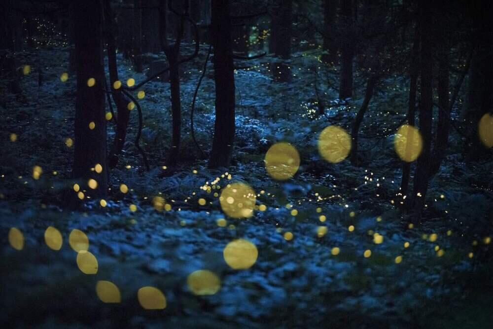 Live Frame: Nature's Best Photography. Images | BigPicture Photography: Natural World Photography/Kazuaki Koseki
