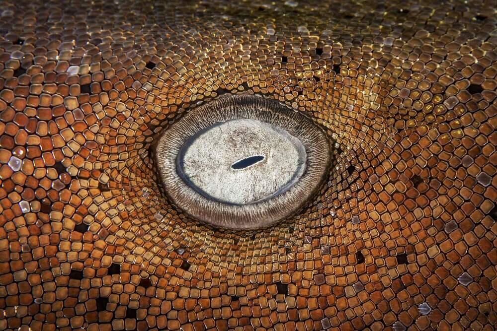 Live Frame: Nature's Best Photography. Images | BigPicture Photography: Natural World Photography/Kat Zhou