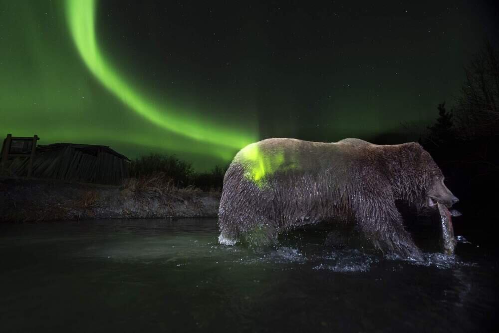 Live Frame: Nature's Best Photography. Images | BigPicture Photography: Natural World Photography/Peter Mather