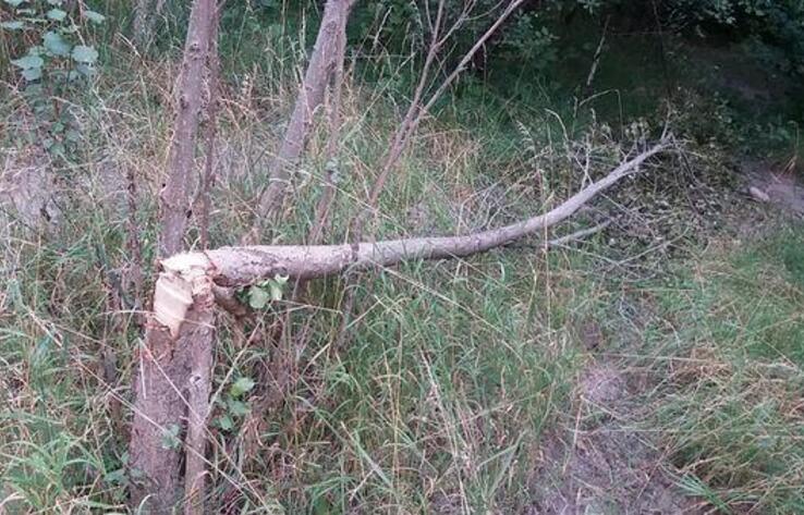Вырубка деревьев вдоль Малой Алматинки: экологи возмущены отпиской акимата