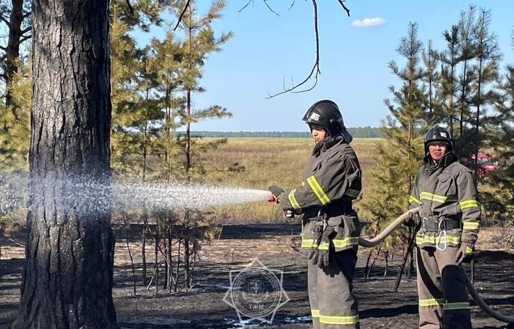 В Абайской области произошел лесной пожар 