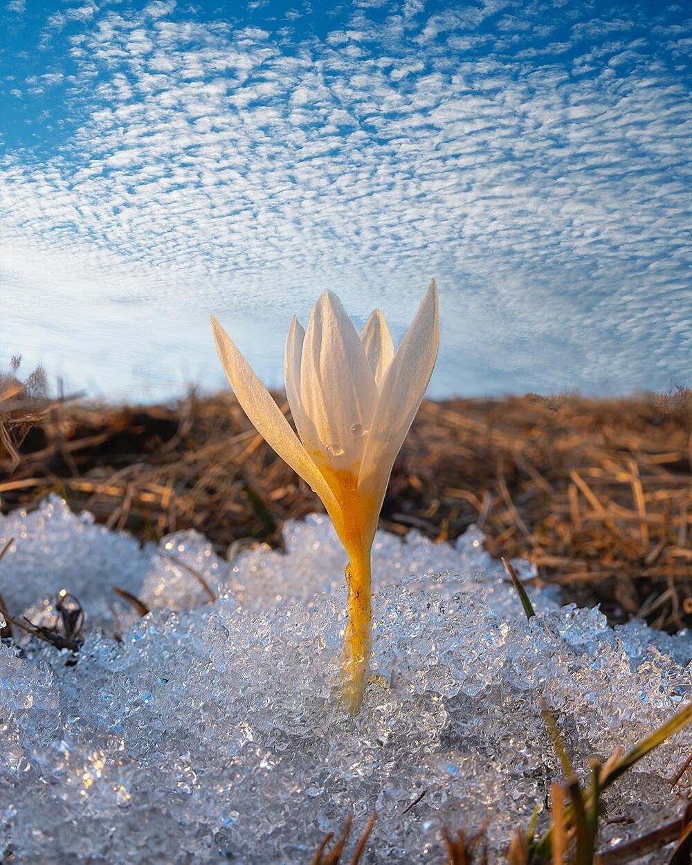 Snowdrops bloom in Almaty. Images | instagram/dots_foto
