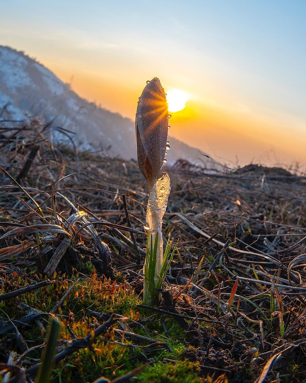 Snowdrops bloom in Almaty. Images | instagram/dots_foto