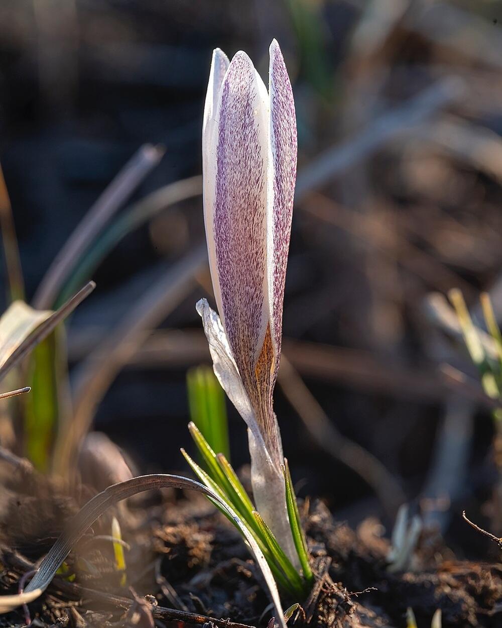 Snowdrops bloom in Almaty. Images | instagram/dots_foto
