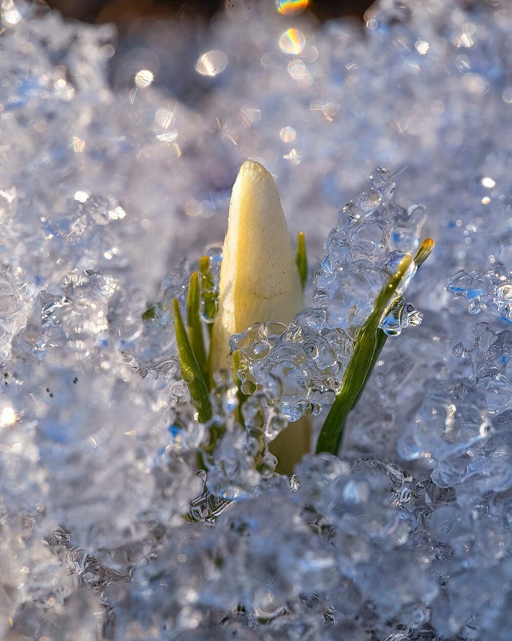 Snowdrops bloom in Almaty. Images | instagram/dots_foto
