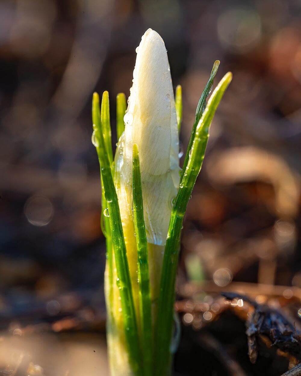 Snowdrops bloom in Almaty. Images | instagram/dots_foto