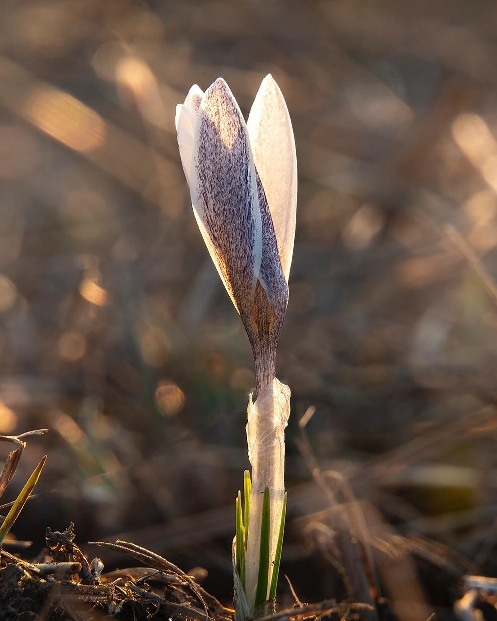 Snowdrops bloom in Almaty. Images | instagram/dots_foto