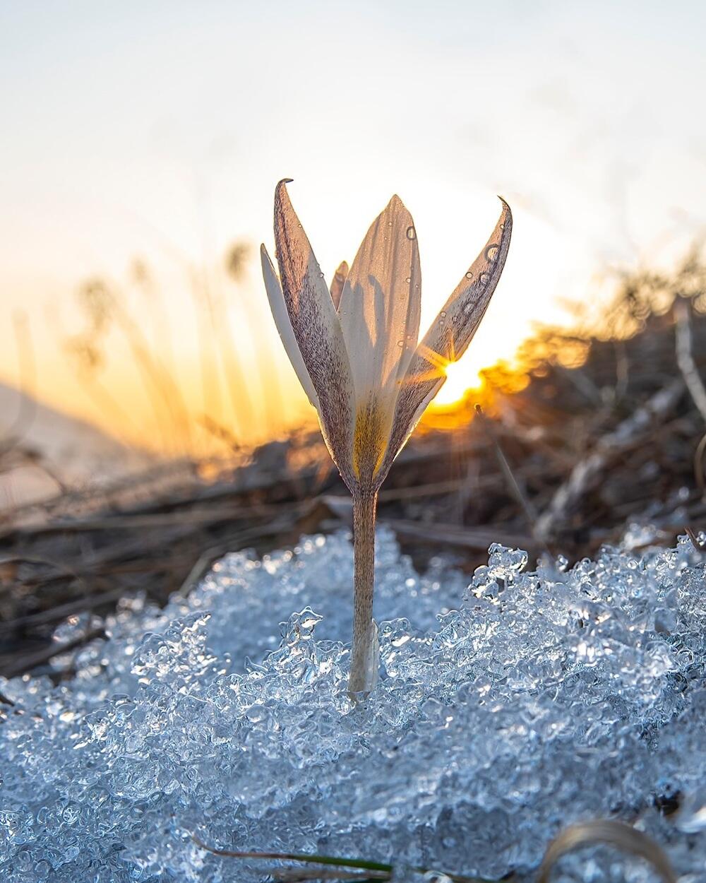 Snowdrops bloom in Almaty. Images | instagram/dots_foto
