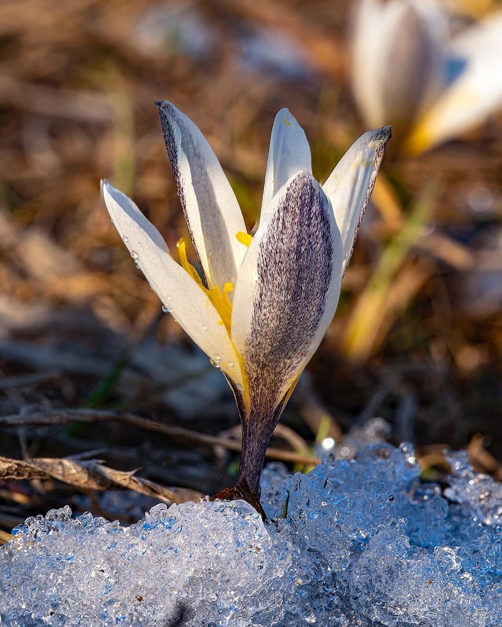 Snowdrops bloom in Almaty. Images | instagram/dots_foto