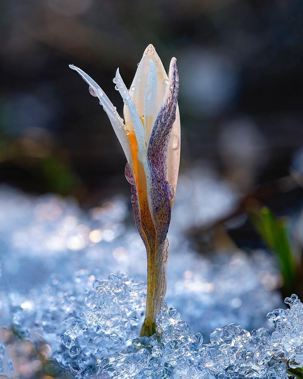 Snowdrops bloom in Almaty. Images | instagram/dots_foto