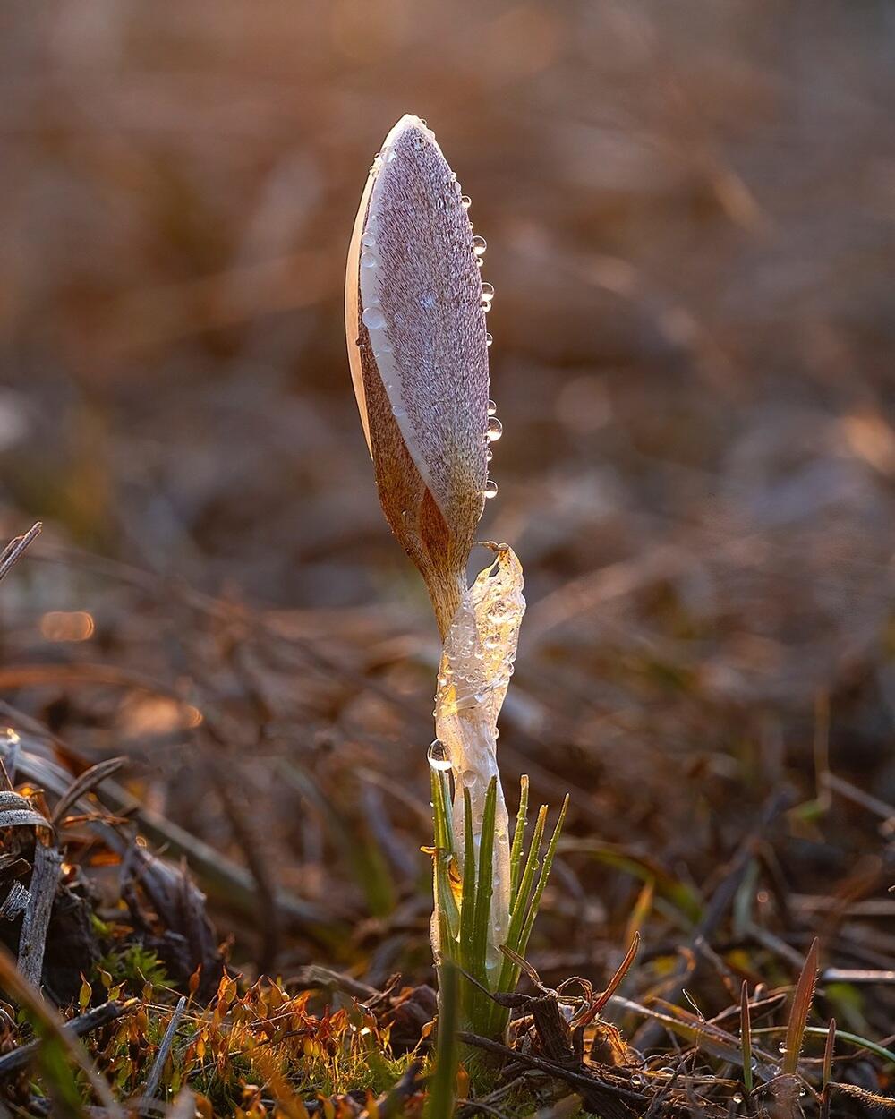 Snowdrops bloom in Almaty. Images | instagram/dots_foto