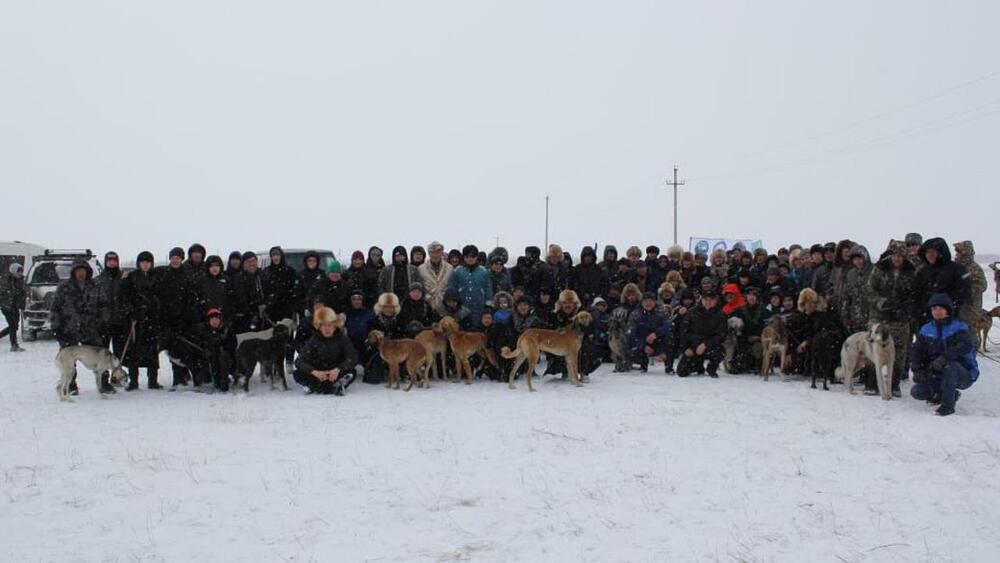 110 Tazy dogs compete in race in Karaganda region