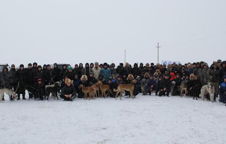 110 Tazy dogs compete in race in Karaganda region